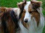 Sheepdog Sheepdog
